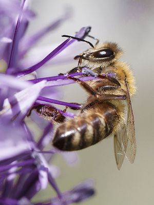 Biene auf Allium