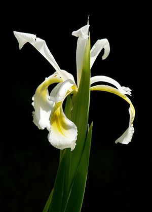 Bartlose Schwertlilie (Iris)